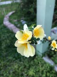 Cream Rosa Xanthina Flower Seeds for Planting Wildflower Mix Heirloom & GMO Free Seeds for Home Garden
 
 Sale