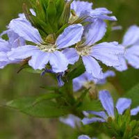 Crassifolia Flower seeds for Planting Hardy Variety Heirloom & GMO Free Seeds for Home Garden