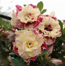 Cream Maroon Rose Flower Seeds for Planting Colorful Display Heirloom & GMO Free Seeds for Home Garden
 
 Sale