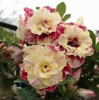 Cream Maroon Rose Flower Seeds for Planting Colorful Display Heirloom & GMO Free Seeds for Home Garden
 
 Sale