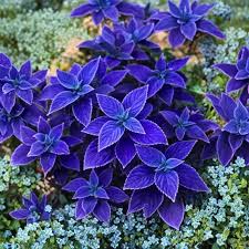 Blue Coleus Plant Seeds for Easy Planting