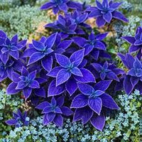 Blue Coleus Plant Seeds for Easy Planting