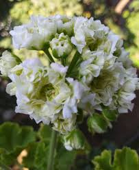 Light Green Geranium Flower seeds for Planting - Hardy Variety, Heirloom & GMO Free Seeds for Home Garden