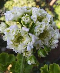Light Green Geranium Flower seeds for Planting - Hardy Variety, Heirloom & GMO Free Seeds for Home Garden