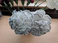 Gray Carnation Flower seeds for Planting Vibrant Colors Heirloom & GMO Free Seeds for Home Garden
 
 Sale