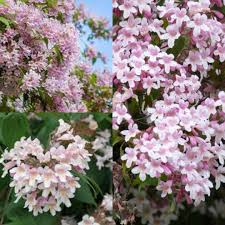 Pink Linnaea Amabilis Flower seeds for Planting - Compact Growth, Heirloom & GMO Free Seeds for Home Garden