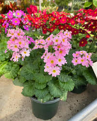 Light Pink Primula Malacoides Flower Seeds – Seasonal Bloomer Heirloom & NonGMO Seeds for Home Garden
 
 Sale
