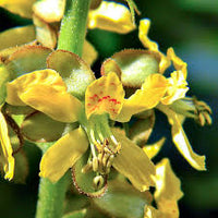 Caesalpinia Bonducella Flower seeds for Planting - Vibrant Colors, Heirloom & GMO Free Seeds for Home Garden