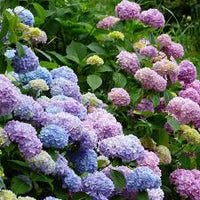 Blue,Pink,Purple Hydrangea Flower seeds for Planting - Shade Tolerant, Heirloom & GMO Free Seeds for Home Garden