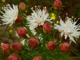 Summer Farewell Flower seeds for Planting Low Maintenance Heirloom & GMO Free Seeds for Home Garden