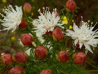 Summer Farewell Flower seeds for Planting Low Maintenance Heirloom & GMO Free Seeds for Home Garden