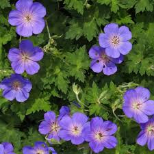 Cranesbill Flower seeds for Planting - Premium Quality, Heirloom & GMO Free Seeds for Home Garden