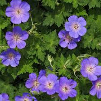 Cranesbill Flower seeds for Planting - Premium Quality, Heirloom & GMO Free Seeds for Home Garden