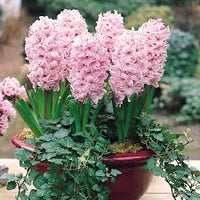 Baby Pink Hyacinth Flower seeds for Planting - Shade Tolerant, Heirloom & GMO Free Seeds for Home Garden