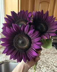 Violet Sunflower Flower Seeds for Planting Garden Favorite Heirloom & GMO Free Seeds for Home Garden
 
 Sale