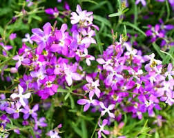 Pink EveningScented Flower Seeds for Planting Garden Favorite Heirloom & GMO Free Seeds for Home Garden
 
 Sale