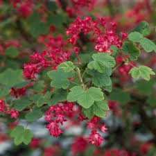 Pink Ribes Cereum Flower seeds for Planting - Compact Growth, Heirloom & GMO Free Seeds for Home Garden