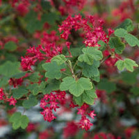 Pink Ribes Cereum Flower seeds for Planting - Compact Growth, Heirloom & GMO Free Seeds for Home Garden
