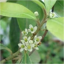 Ilex Paraguayensis Flower seeds for Planting - Sun Loving, Heirloom & GMO Free Seeds for Home Garden