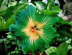 Green Hibiscus Flower Seeds for Planting Wildflower Mix Heirloom & GMO Free Seeds for Home Garden
 
 Sale
