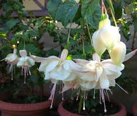 Fuchsia Flower seeds for Planting Hardy Variety Heirloom & GMO Free Seeds for Home Garden
