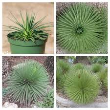Green Agave Stricta Seeds for Planting