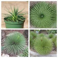 Green Agave Stricta Seeds for Planting