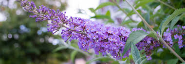 Empire Blue Buddleja Alternifolia Flower seeds for Planting - Shade Tolerant, Heirloom & GMO Free Seeds for Home Garden