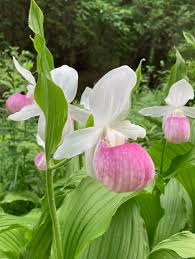 Cypripedium Flower seeds for Planting - Hardy Variety, Heirloom & GMO Free Seeds for Home Garden