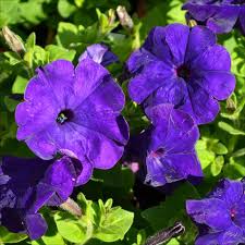Blue Petunia Flower seeds for Planting - Vibrant Colors, Heirloom & GMO Free Seeds for Home Garden