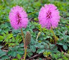 Purple Mimosa Flower seeds for Planting - Easy to Grow, Heirloom & GMO Free Seeds for Home Garden