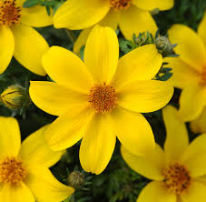 Yellow Bidens Sunshine Flower seeds for Planting - Vibrant Colors, Heirloom & GMO Free Seeds for Home Garden