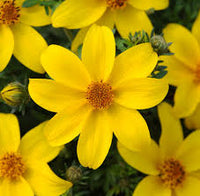 Yellow Bidens Sunshine Flower seeds for Planting - Vibrant Colors, Heirloom & GMO Free Seeds for Home Garden