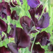 Black Sweet Pea Flower Seeds for Planting Perfect for Borders Heirloom & GMO Free Seeds for Home Garden
 
 Sale