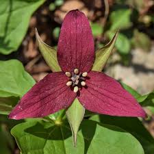 Green Trillium Flower seeds for Planting - Low Maintenance, Heirloom & GMO Free Seeds for Home Garden