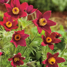 Red Anemone Pulsatilla Seeds Flower seeds for Planting Vibrant Colors Heirloom & GMO Free Seeds for Home Garden