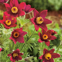 Red Anemone Pulsatilla Seeds Flower seeds for Planting Vibrant Colors Heirloom & GMO Free Seeds for Home Garden