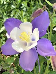 Aquilegia Flower seeds for Planting Low Maintenance Heirloom & GMO Free Seeds for Home Garden