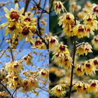 Chimonanthus Praecox Flower Planting Seeds for Your Garden