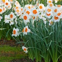 Orange White Narcissus Flower seeds for Planting Wildflower Mix Heirloom & GMO Free Seeds for Home Garden