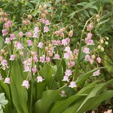 Pink Lily of the Valley Flower seeds for Planting - Wildflower Mix, Heirloom & GMO Free Seeds for Home Garden