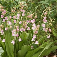 Pink Lily of the Valley Flower seeds for Planting - Wildflower Mix, Heirloom & GMO Free Seeds for Home Garden
