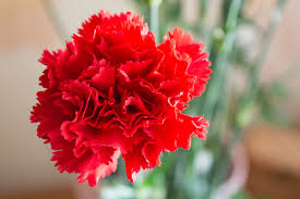 Deep Red Carnation Flower seeds for Planting - Premium Quality, Heirloom & GMO Free Seeds for Home Garden