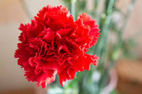 Deep Red Carnation Flower seeds for Planting - Premium Quality, Heirloom & GMO Free Seeds for Home Garden