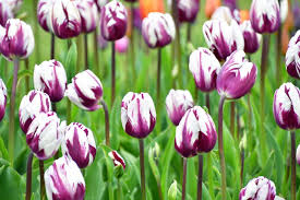 White Violet Tulip Flower seeds for Planting Perfect for Borders Heirloom & GMO Free Seeds for Home Garden