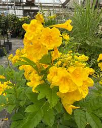 Esperanza Flower seeds for Planting - Vibrant Colors, Heirloom & GMO Free Seeds for Home Garden