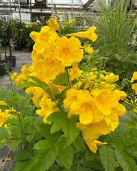 Esperanza Flower seeds for Planting - Vibrant Colors, Heirloom & GMO Free Seeds for Home Garden