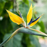 Yellow Strelitzia Reginae Flower seeds for Planting Premium Quality Heirloom & GMO Free Seeds for Home Garden