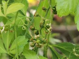 Gynostemma Pentaphyllum Flower seeds for Planting - Seasonal Bloomer, Heirloom & GMO Free Seeds for Home Garden
