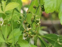 Gynostemma Pentaphyllum Flower seeds for Planting - Seasonal Bloomer, Heirloom & GMO Free Seeds for Home Garden